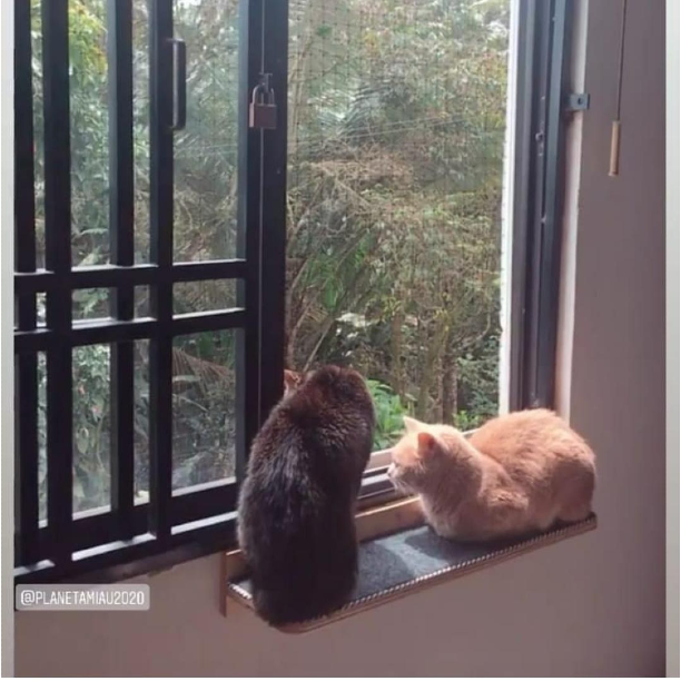 REPISA DE VENTANA PARA GATOS